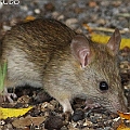 Rattus rattus in Esplanade near Regional Council Office クマネズミ<br />Canon EOS 7D + EF400 F5.6L<br />